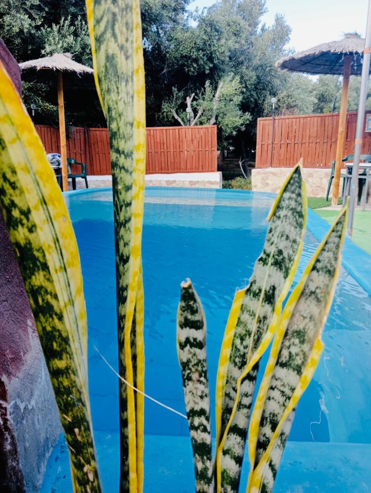 Elysium #Casa La Fuentita, Olivos&Naturaleza Gran Tarajal Esterno foto